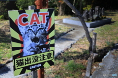 猫出没注意
