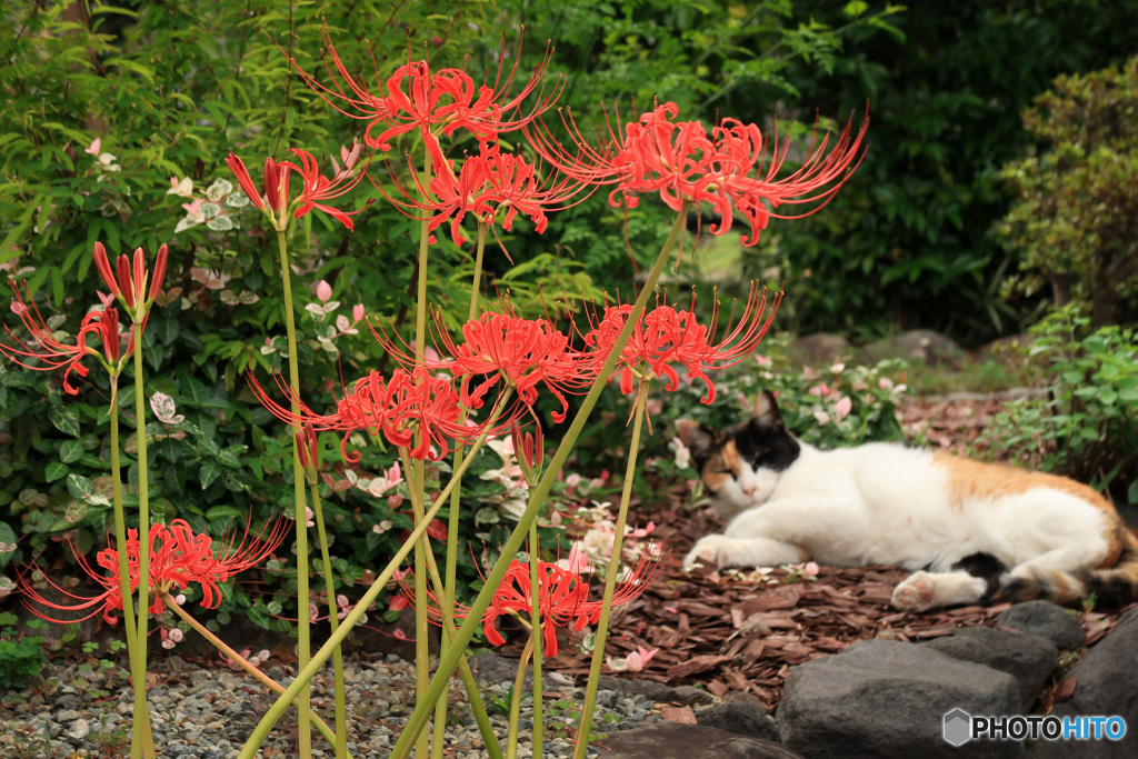 猫と彼岸花