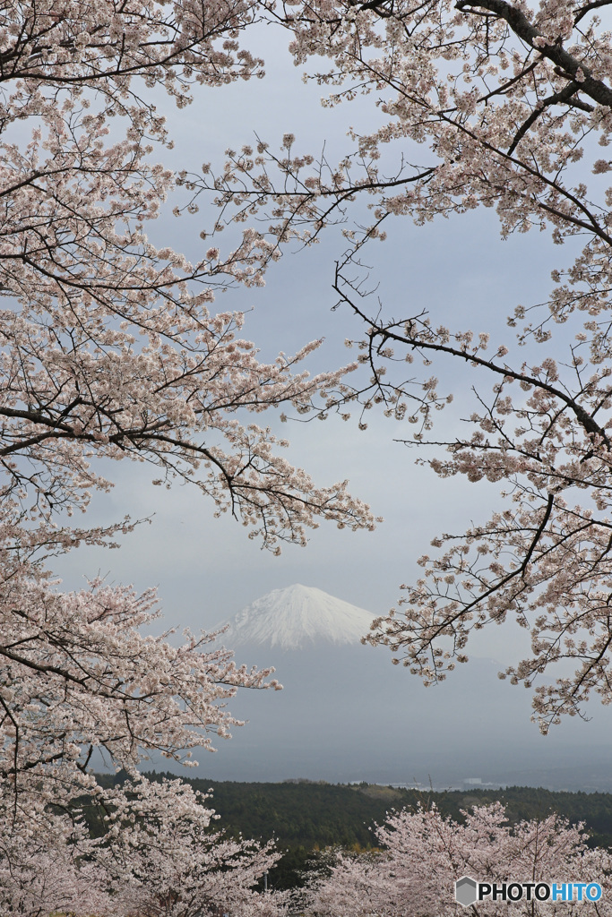 桜富士