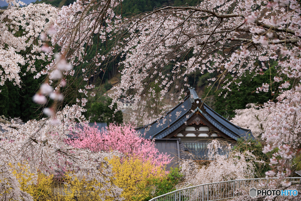 桜咲く山寺