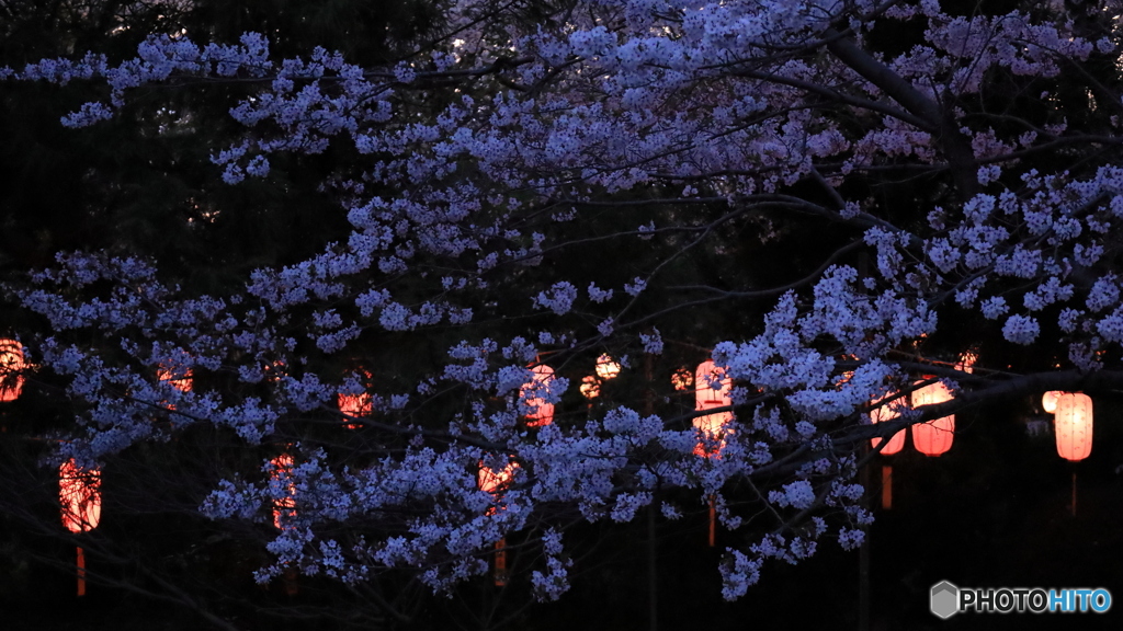桜提灯