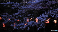 桜提灯