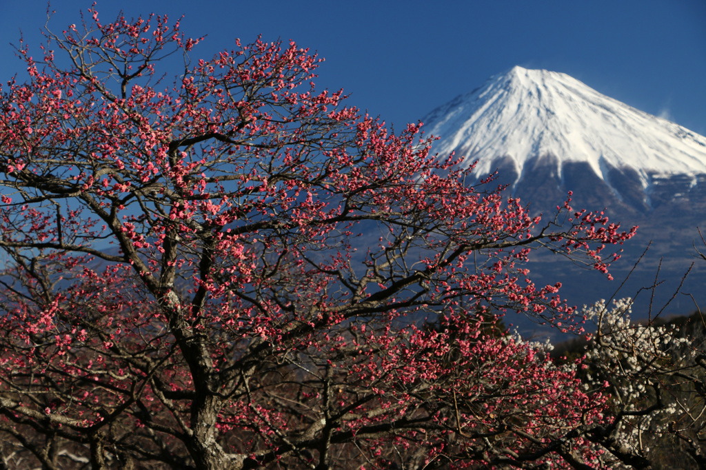 富士と紅梅