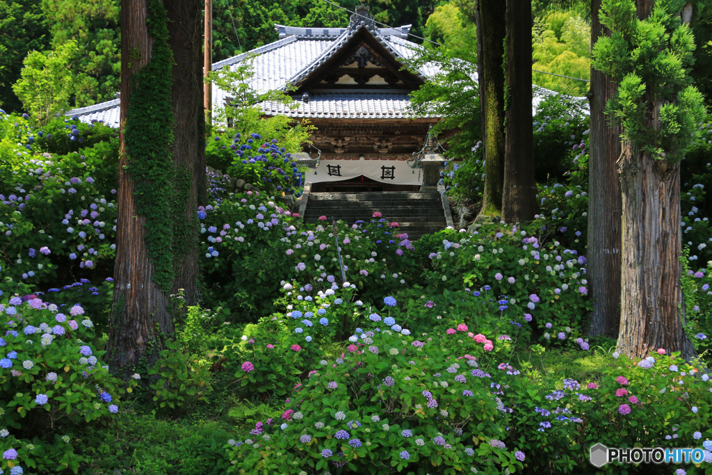 あじさい咲くお寺で