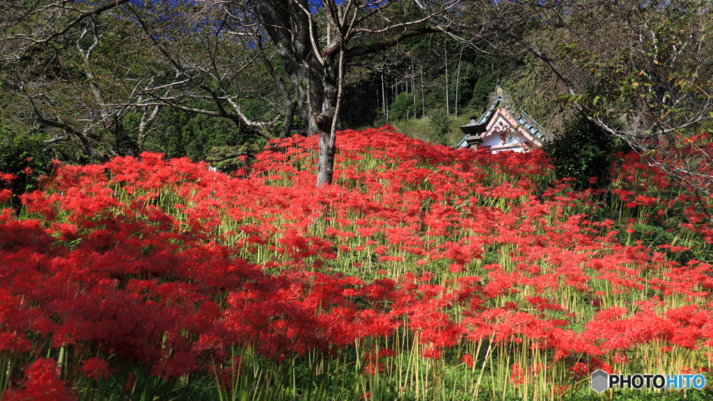 彼岸花咲く山寺