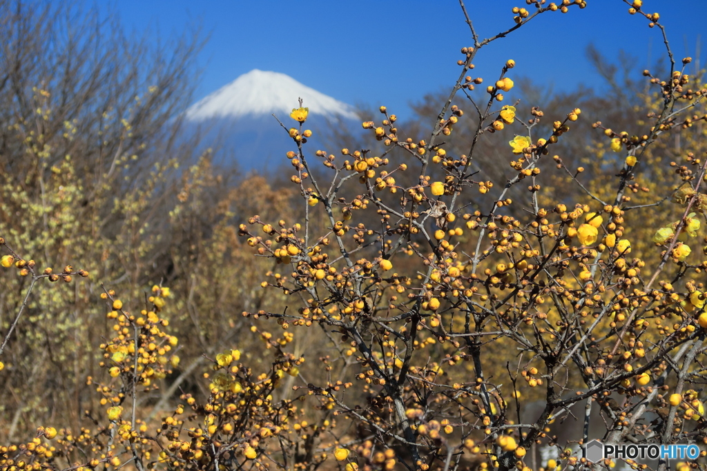 蝋梅と富士