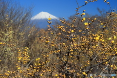 蝋梅と富士