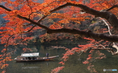 桂川を往く屋形舟