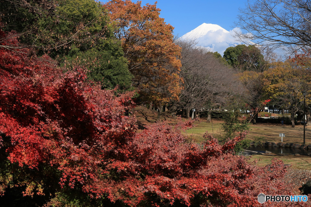 市内の公園から