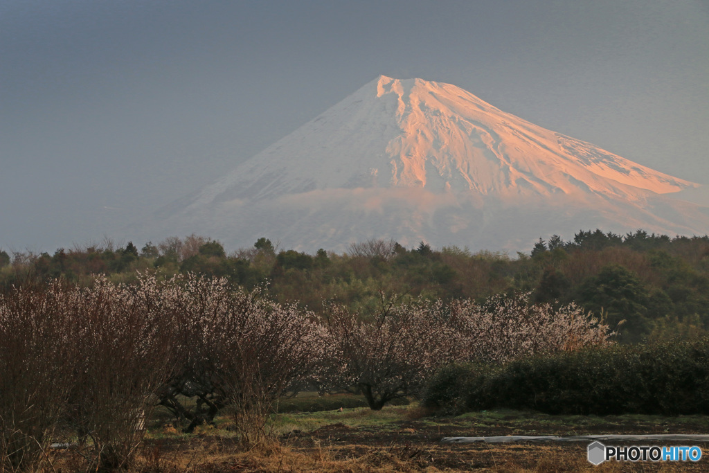 梅咲く里山 (254T)