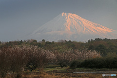 梅咲く里山 (254T)