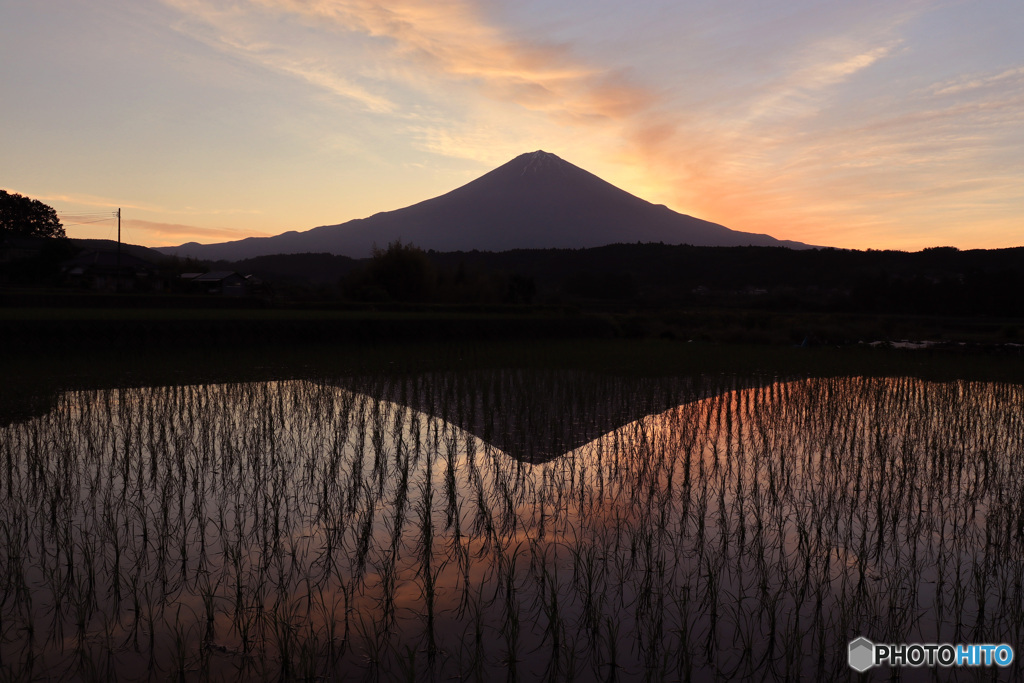 朝焼けの富士と水田