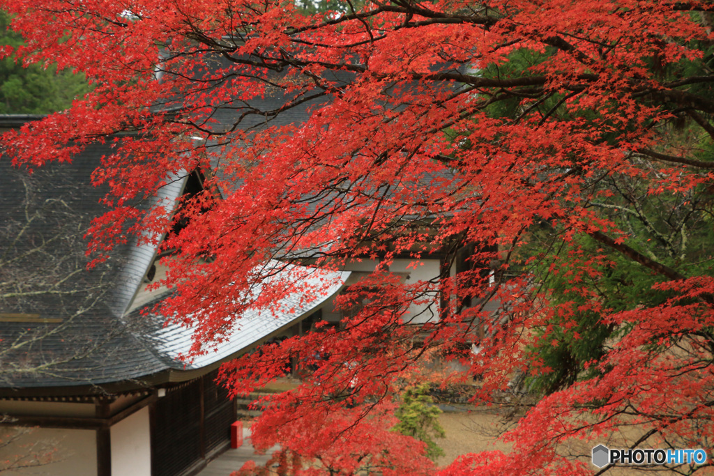 雨の日の神護寺