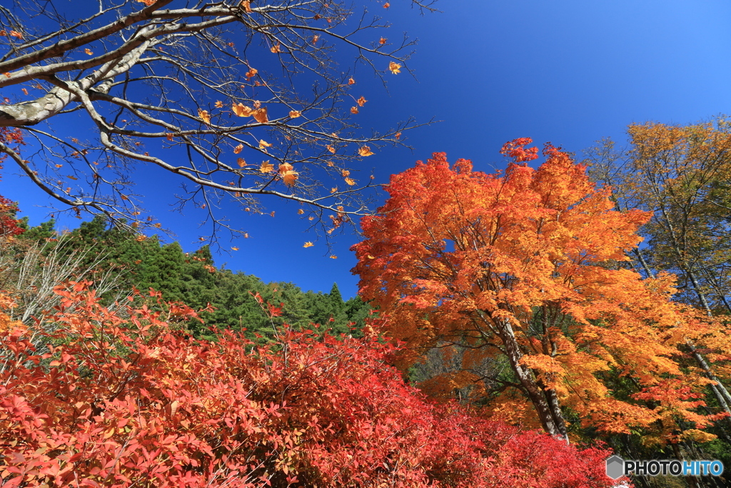 紅葉映える