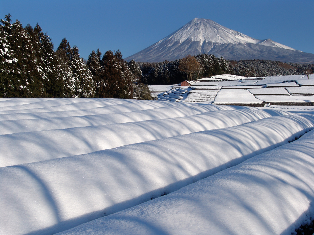 雪の茶畑(カラー版）