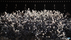 境内に咲く白梅