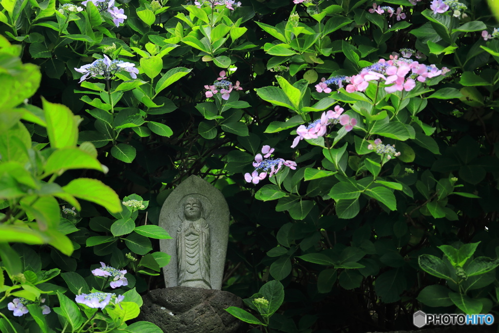 花とおじさん