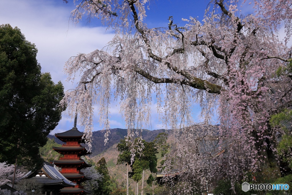 桜、満開に -12
