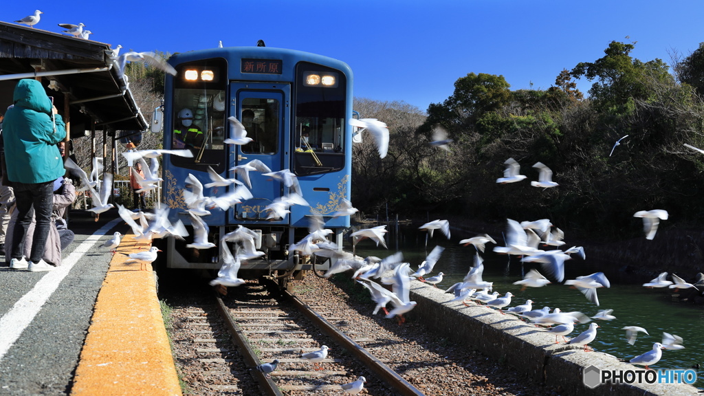 ユリカモメ舞う駅で (672T)