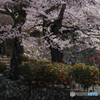 山寺の春 -5