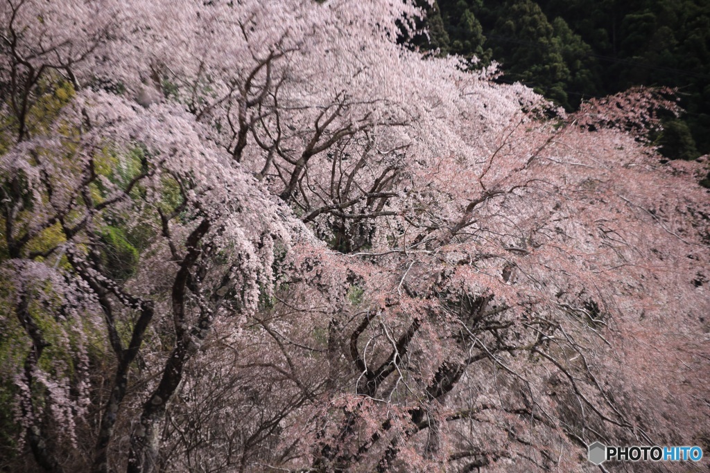 桜、満開に -16 (694T)