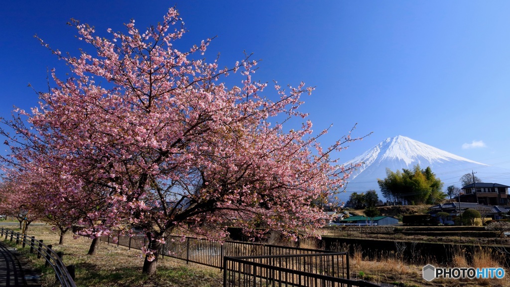 富士の見える桜並木で (595T)