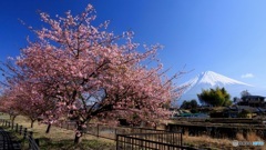 富士の見える桜並木で (595T)
