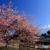 富士の見える桜並木で (595T)