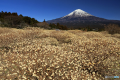 富士とミツマタ (ウクライナ国旗のような風景)