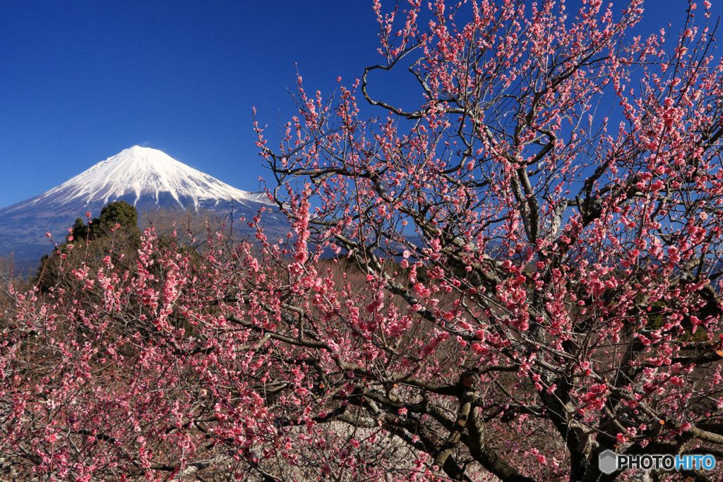 散歩道での寸景：岩本山から (143Ｔ)