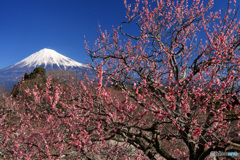 散歩道での寸景：岩本山から (143Ｔ)