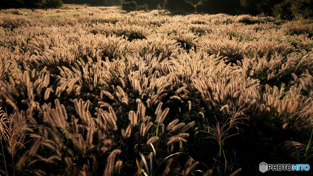 チカラシバ輝く草原