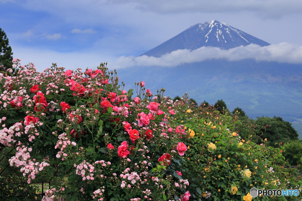 薔薇園から富士遠望 (707T)