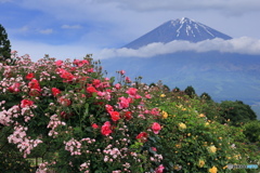 薔薇園から富士遠望