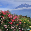 薔薇園から富士遠望 (707T)