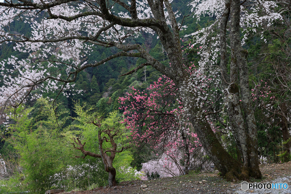里山の春