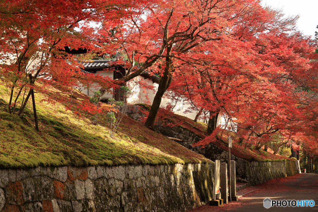 曼殊院門跡前の紅葉