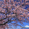 富士と寒桜 -2 (524T)