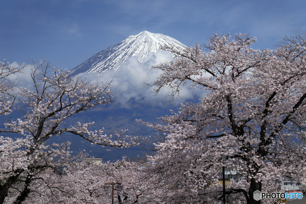 桜、満開の日に