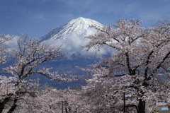 桜、満開の日に