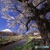 桜咲く忍野村
