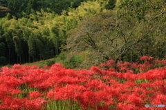 初秋の竹林  (288T)