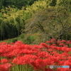 初秋の竹林  (288T)