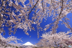 桜、満開の頃