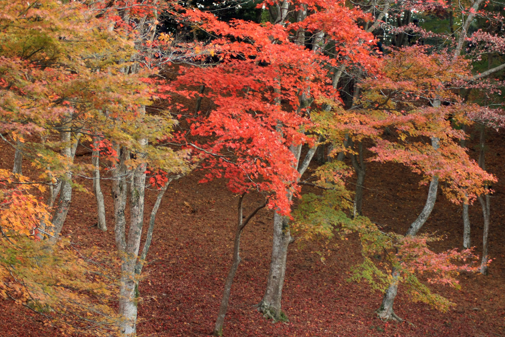 秋色の絨毯 (233T)