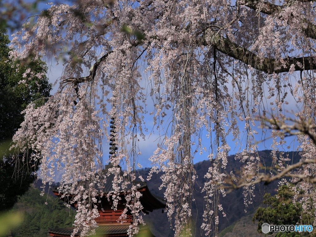 桜、満開に -13