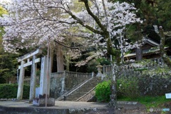 桜咲く小さな神社で