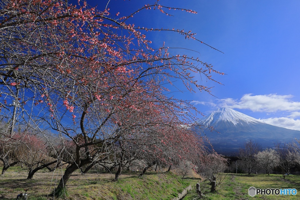 枝垂れ梅咲く里山で