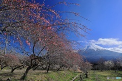 枝垂れ梅咲く里山で