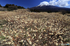 富士の見える三椏園
